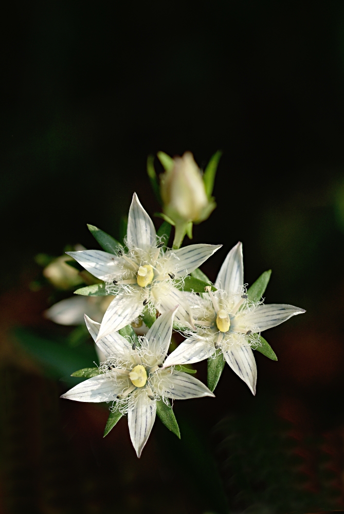 ▲ 개쓴풀(Swertia diluta var. tosaensis (Makino) H. Hara).