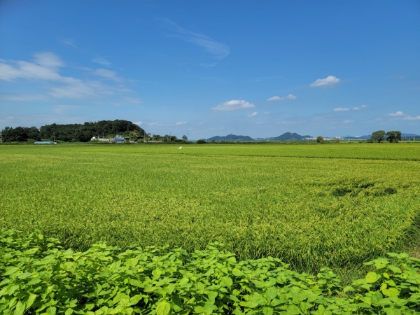 ▲ 김포금쌀 재배단지/사진제공=김포시농업기술센터