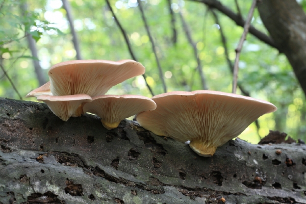독버섯 화경솔밭버섯은 자루에 턱받이가 있다. 야외에서는 버섯의 형태가 일률적이지 않아 주의해야 한다./사진제공=국립수목원
