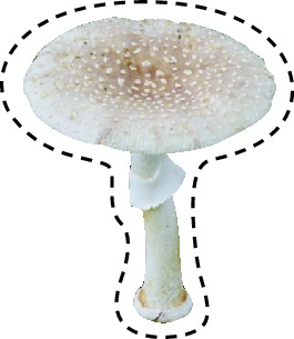 ▲ 전혀 파리와 닮지 않은 파리버섯은 우리 선조들이 파리를 잡을 때 사용했다고 붙여진 이름이다. 작게 조각내어 밥과 비벼 놓으면 파리가 먹고 죽는다.